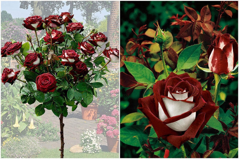 Amazingly beautiful rose of the Osiria variety
