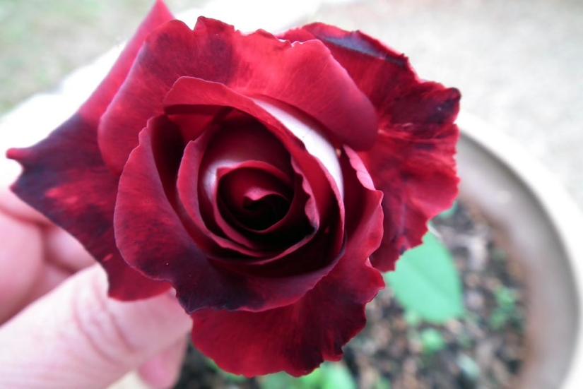 Amazingly beautiful rose of the Osiria variety