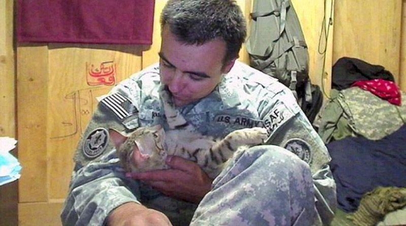 American soldier brought a cat from Afghanistan