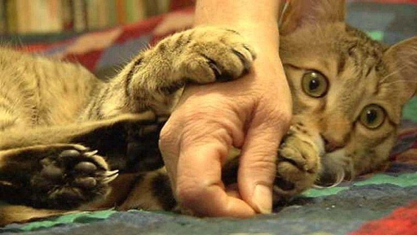 American soldier brought a cat from Afghanistan