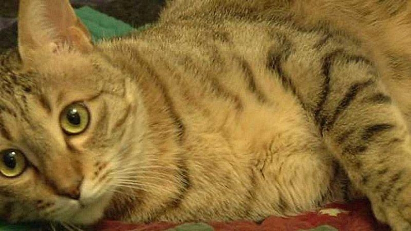 American soldier brought a cat from Afghanistan