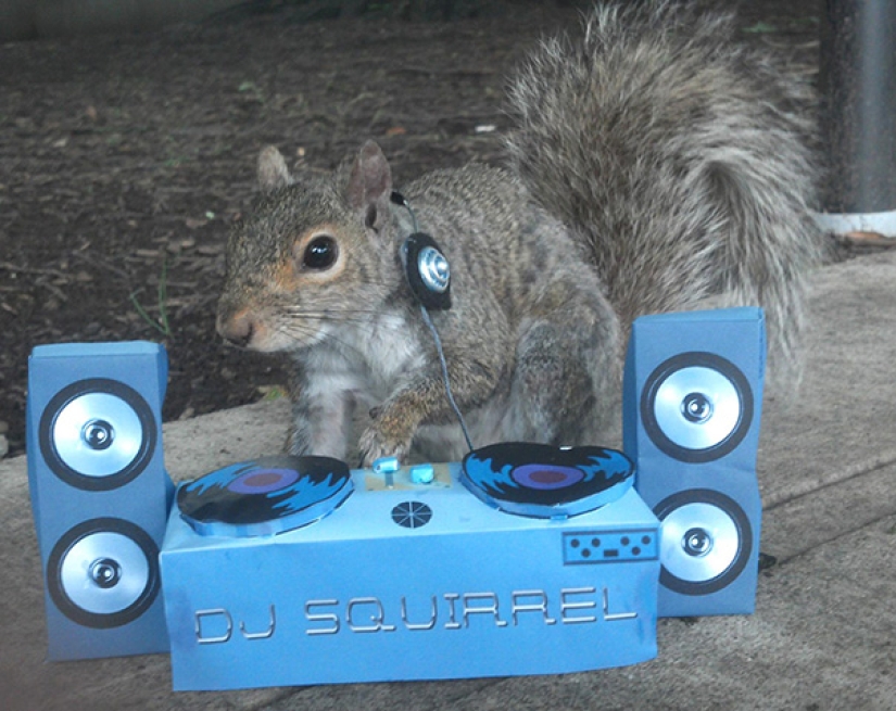 American student makes friends with squirrels and dresses them in different costumes