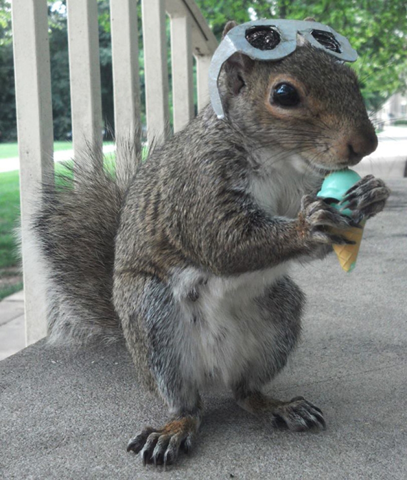 American student makes friends with squirrels and dresses them in different costumes