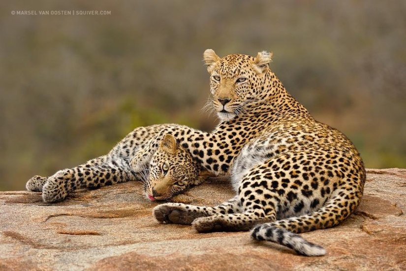 Amigos animales