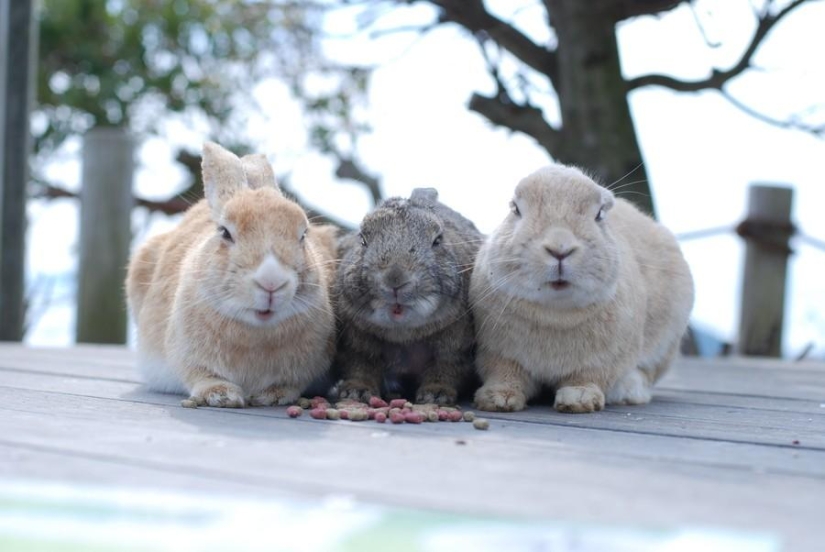 Amigos animales