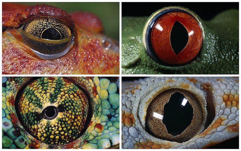 Amphibian eyes