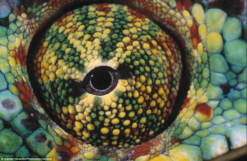 Amphibian eyes