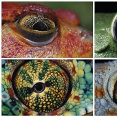Amphibian eyes