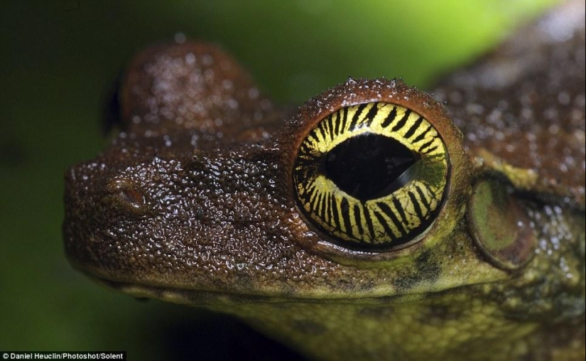 Amphibian eyes