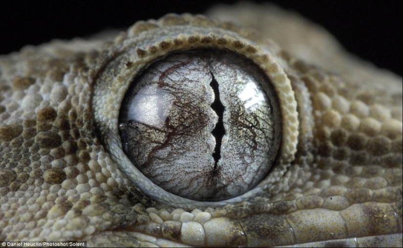 Amphibian eyes