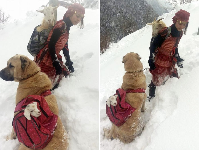 An 11-year-old girl with a dog rescued a goat and her cub in the mountains