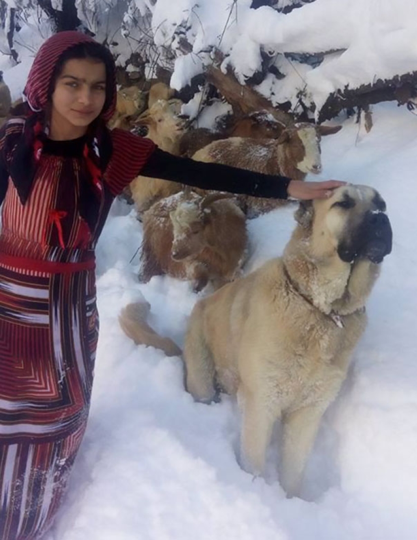 An 11-year-old girl with a dog rescued a goat and her cub in the mountains