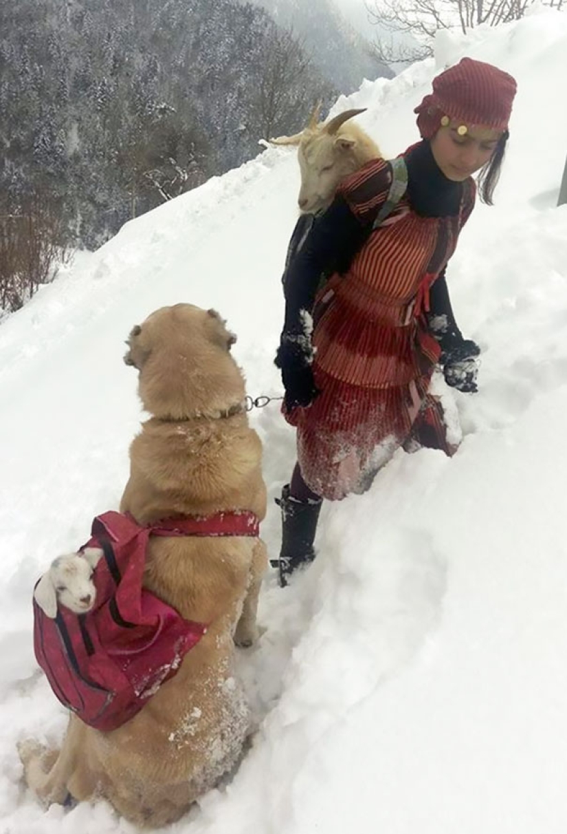 An 11-year-old girl with a dog rescued a goat and her cub in the mountains