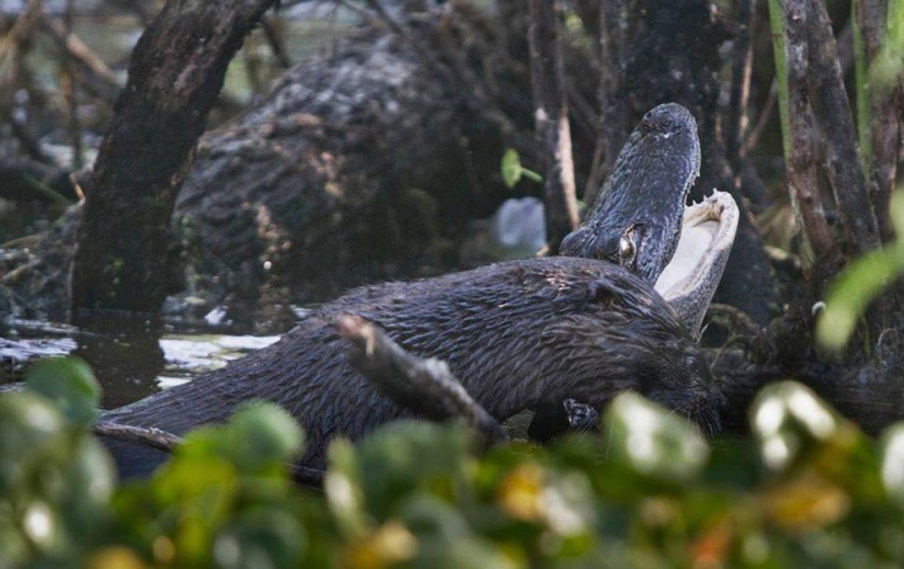 An otter attacked an alligator