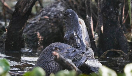 An otter attacked an alligator
