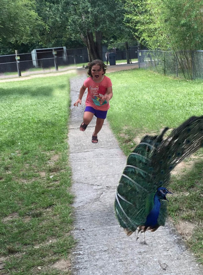 An unsuccessful trip to the zoo gave rise to a meme with a girl taking her feet away from a peacock