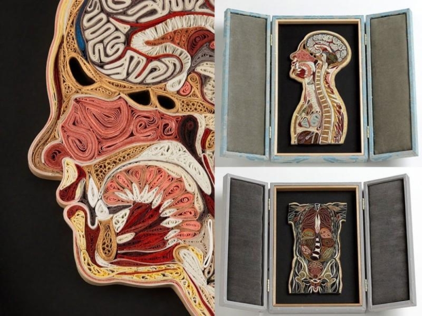 anatomía de papel