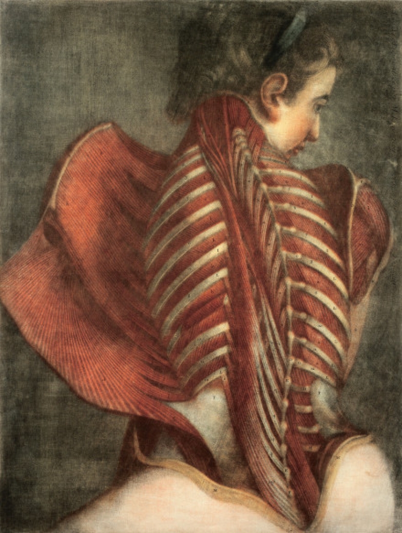 Anatomical Venus, on whom pathologists of the XVIII century studied