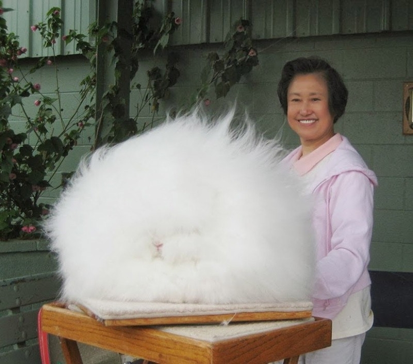 Angora rabbit - the most fluffy in the world