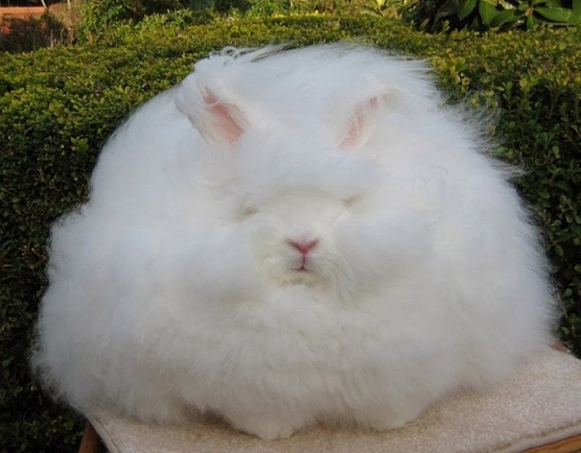 Angora rabbit - the most fluffy in the world