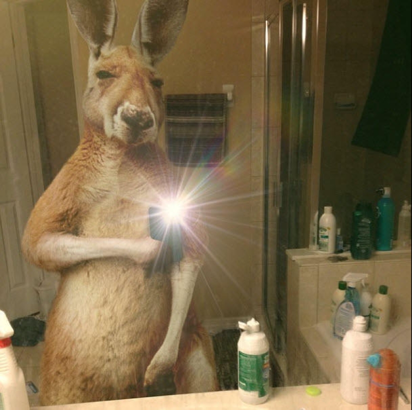 Animal Ballesta: Selfie de vida silvestre para National Geographic