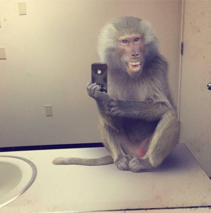 Animal Ballesta: Selfie de vida silvestre para National Geographic