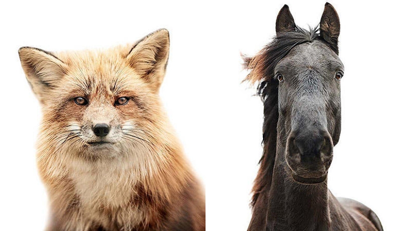 Animal facial expressions in the works of Morten Coldby