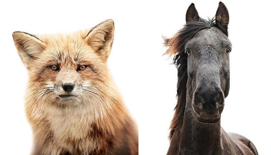 Animal facial expressions in the works of Morten Coldby