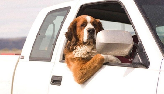 Animales en movimiento Animales en movimiento