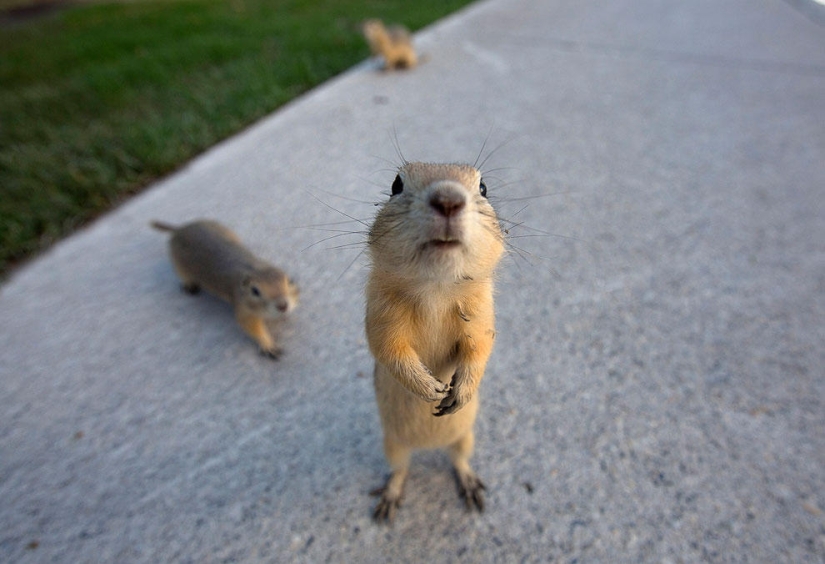 Animales que hacen noticia