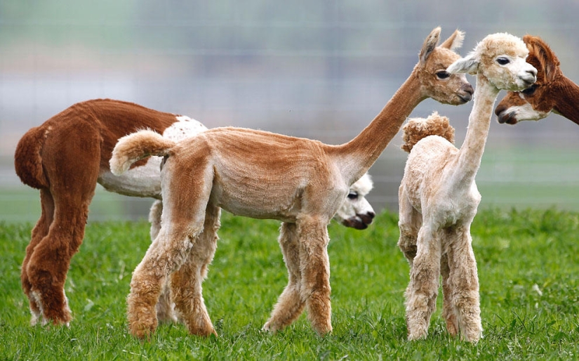 Animales que hacen noticia