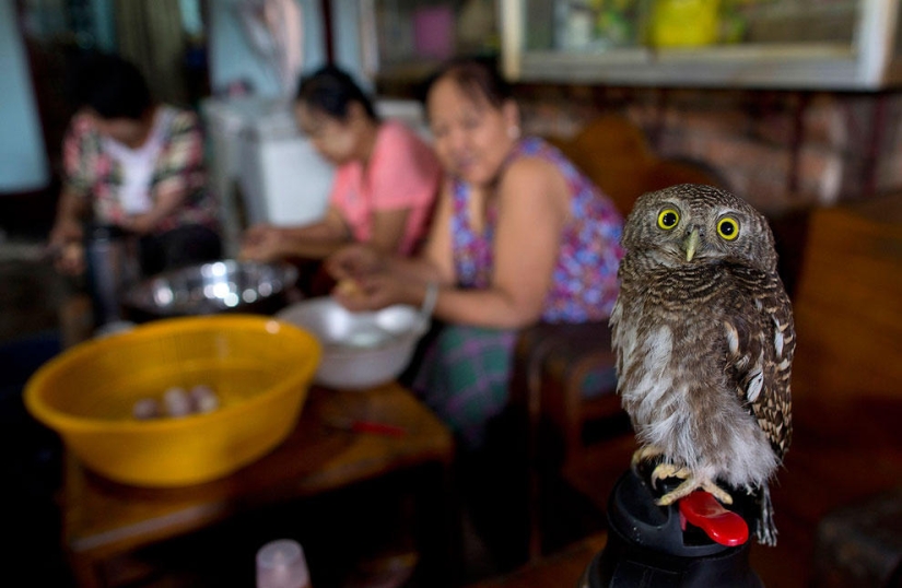 Animales que hacen noticia