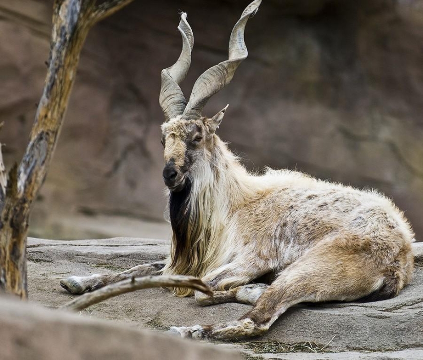 Animales que ni siquiera sabías que existían