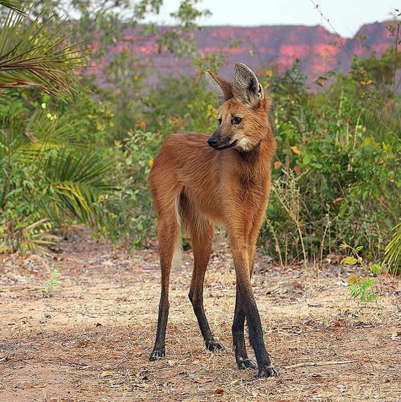 Animales que ni siquiera sabías que existían