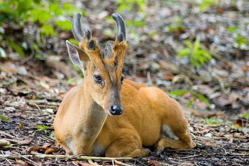 Animales que ni siquiera sabías que existían