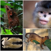 Animales que ni siquiera sabías que existían