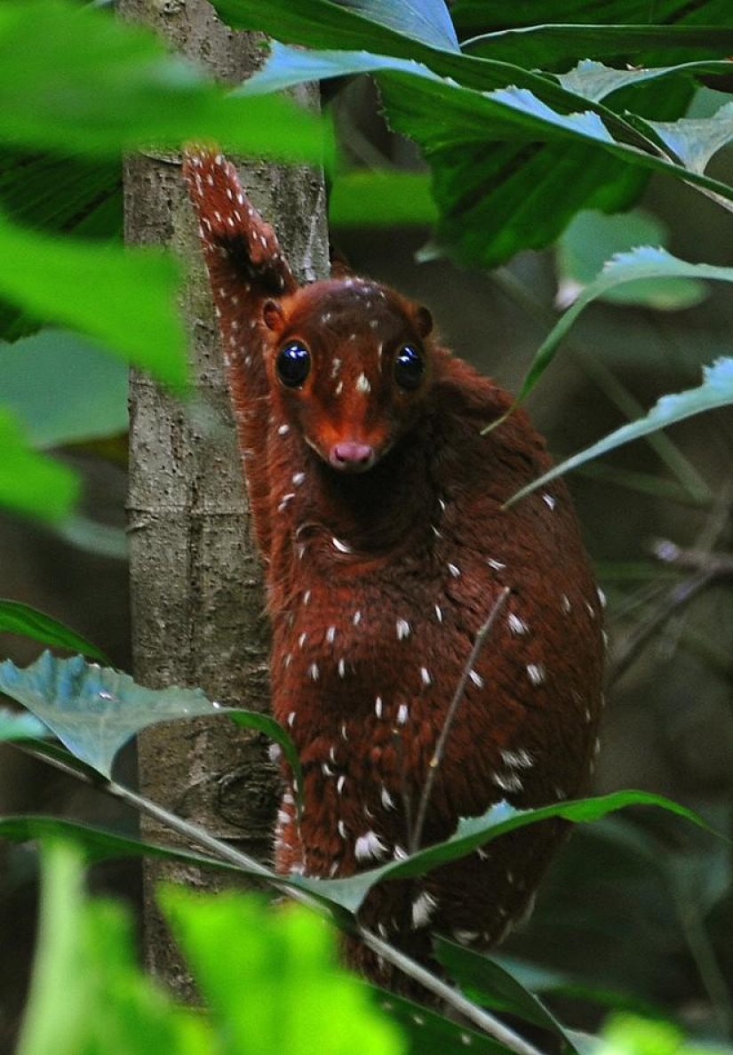 Animales que ni siquiera sabías que existían