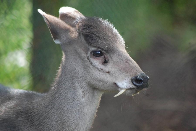 Animales que ni siquiera sabías que existían