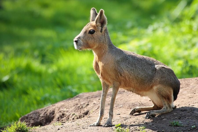 Animales que ni siquiera sabías que existían