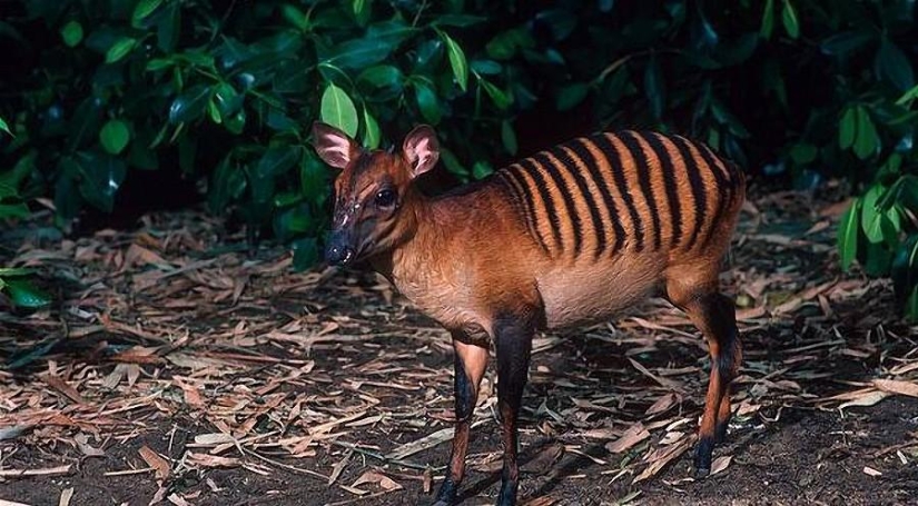 Animales que ni siquiera sabías que existían