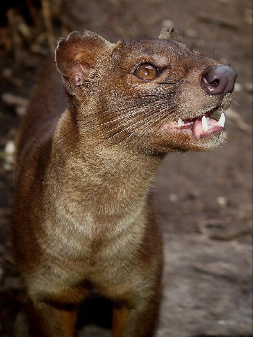 Animales que ni siquiera sabías que existían