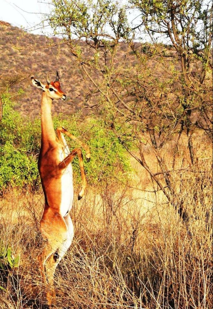 Animales que ni siquiera sabías que existían