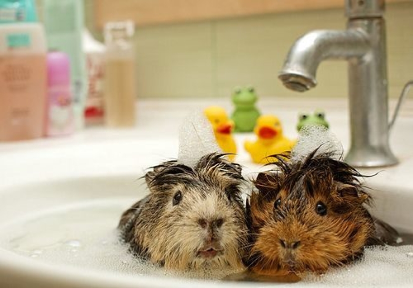 Animales que no quieren bañarse