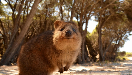 Animales que solo se pueden encontrar en ciertas partes del mundo