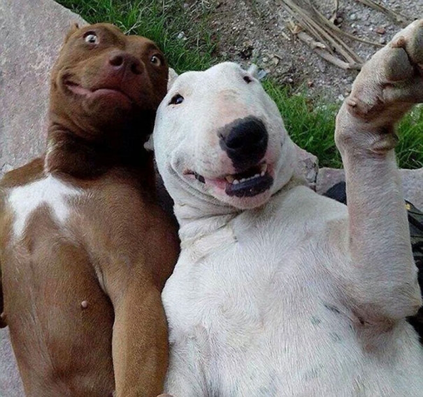 Animales que te enseñarán a tomar selfies