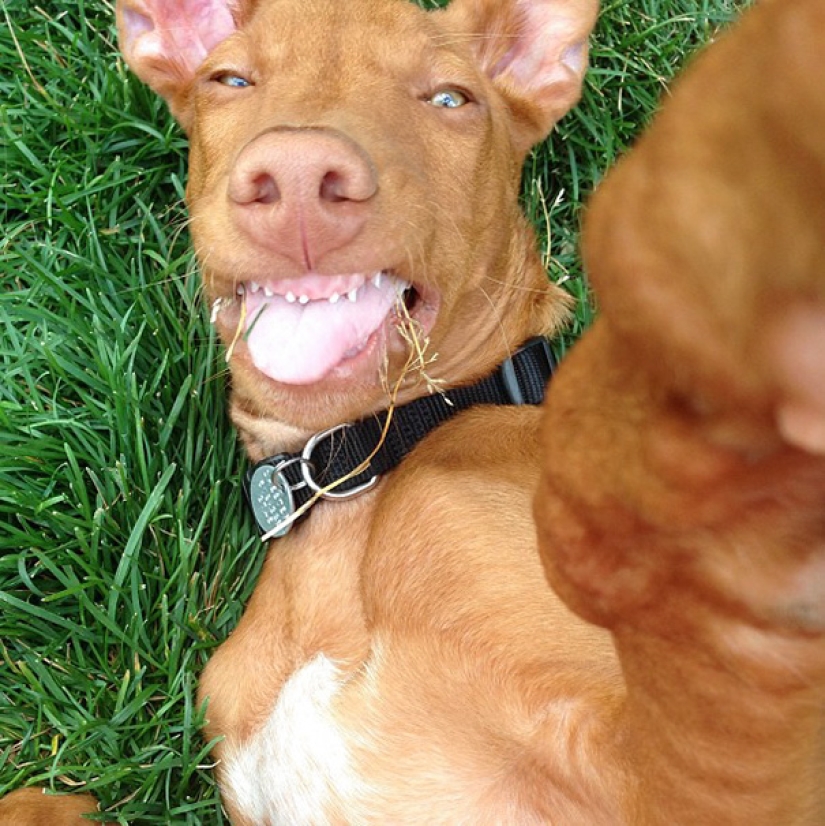 Animales que te enseñarán a tomar selfies