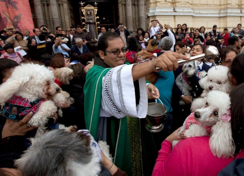 animales y personas