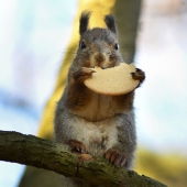 Animals are allowed to be fed