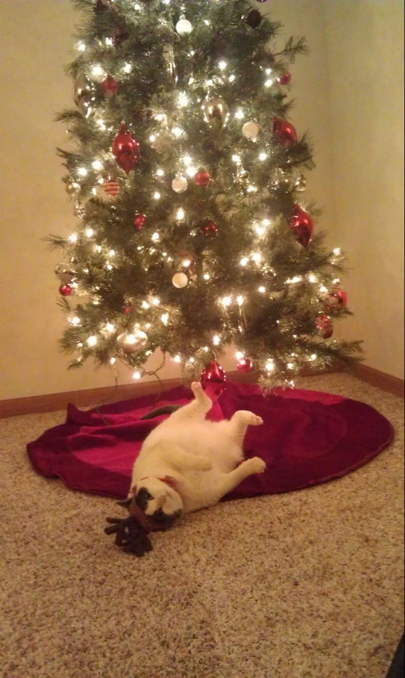 Animals that can't stand Christmas and New Year