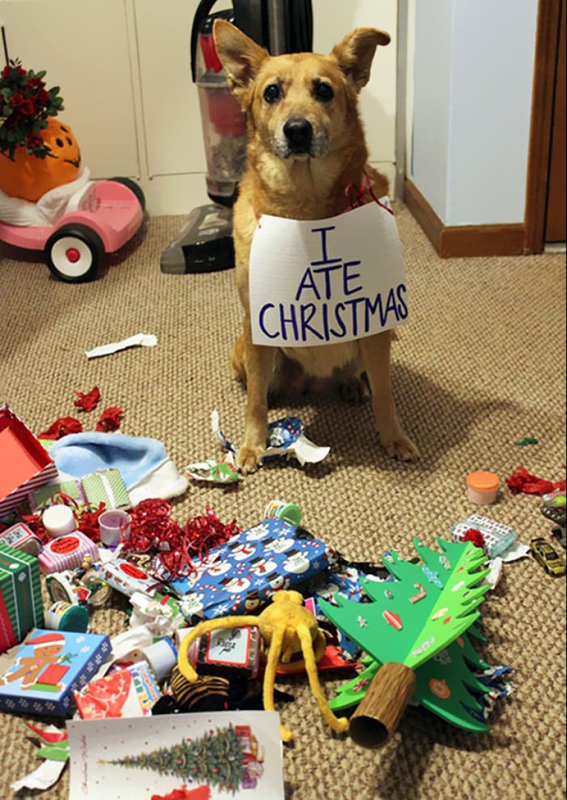 Animals that can't stand Christmas and New Year